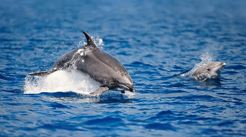 River Dolphin Spotting